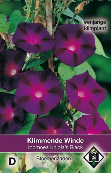 Prunkwinde Knolia's Black (Ipomoea) 100 Samen HE